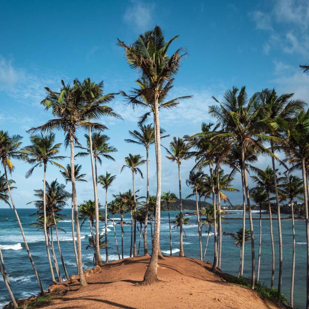 coconut-tree-hill-in-sri-lanka-free-photo